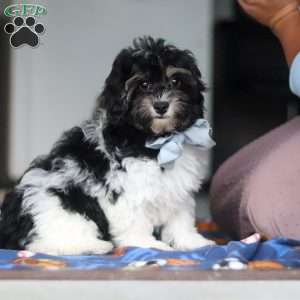 Joey, Havapoo Puppy